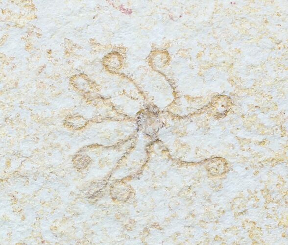 Floating Crinoid (Saccocoma) - Solnhofen Limestone #58300